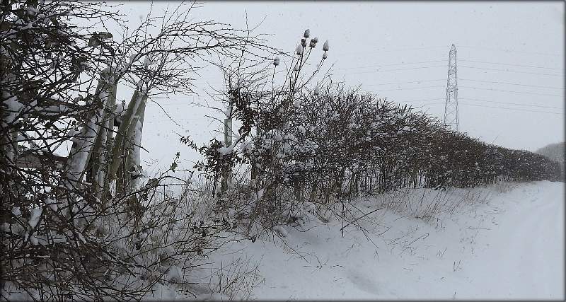 A Hedge in Winter.jpg -           